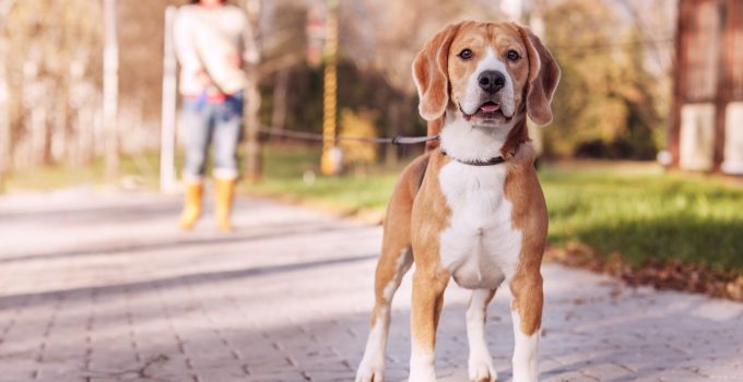 4 Benefits of Walking Your Dog