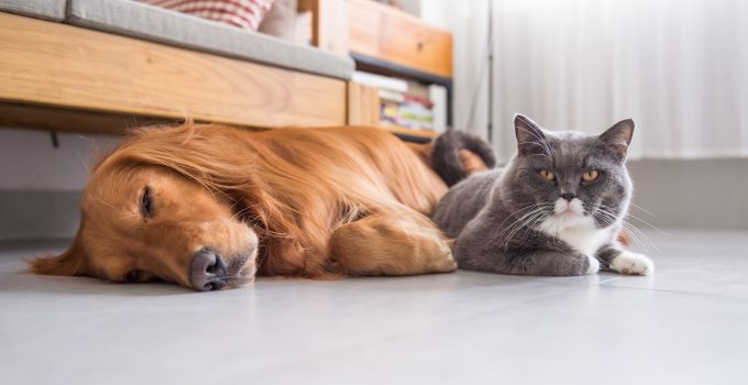 How To Introduce Old Pets To New Pets