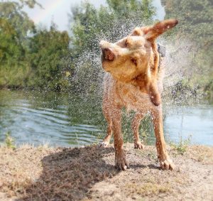 Water Tips to Safely Enjoy the Pool, Lake, or Ocean with Your Dog