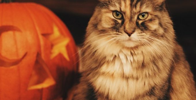 Tips To Help Your Pet Stay Calm During Halloween