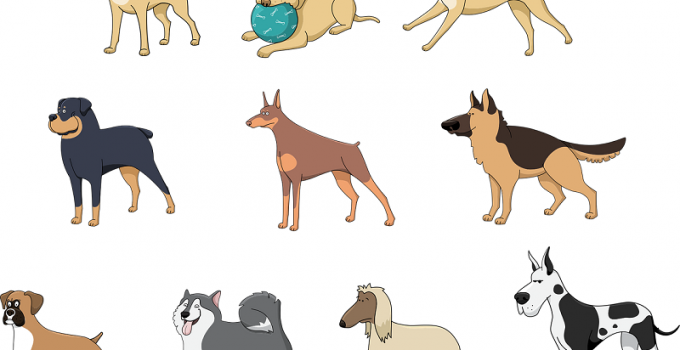 A Guide To Different Dog Breeds
